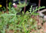 Hibiscus trionum