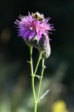 Centaurea adpressa. Верхушка цветущего растения с фуражирующим шмелём. Киргизия, Иссык-Кульская обл., Кунгей Алатау, ущ. Чолпон-Атинское, ≈2500 м н.у.м., луг. 13 августа 2022 г.