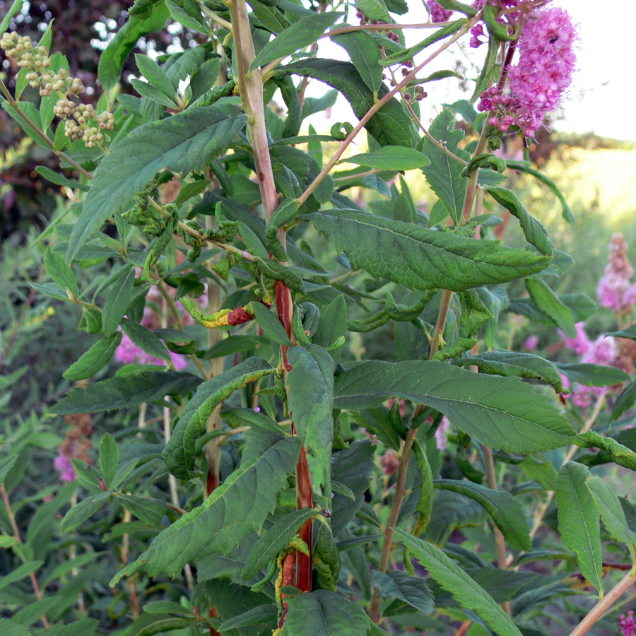 Image of Spiraea salicifolia specimen.