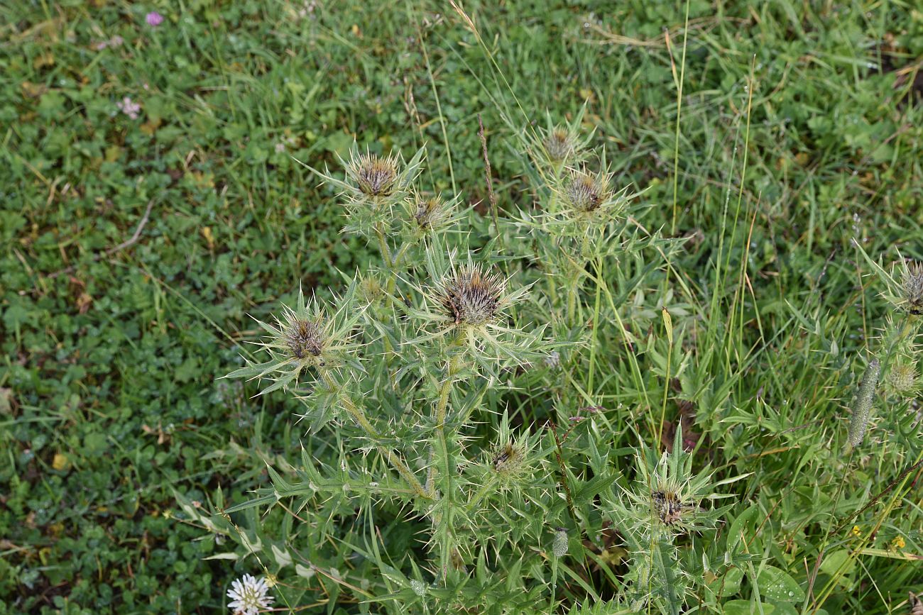 Image of Cirsium pugnax specimen.