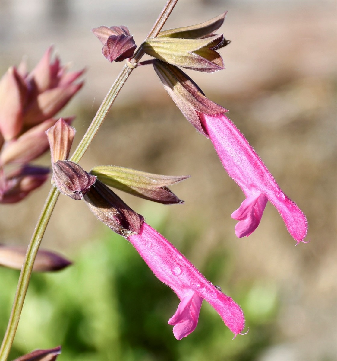 Image of Salvia dorisiana specimen.