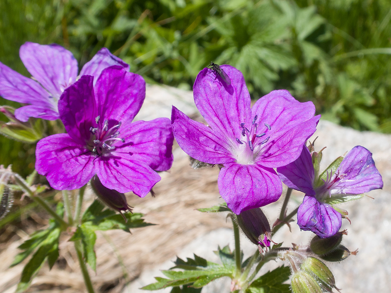 Image of Geranium ruprechtii specimen.