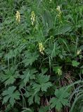 Aconitum ajanense