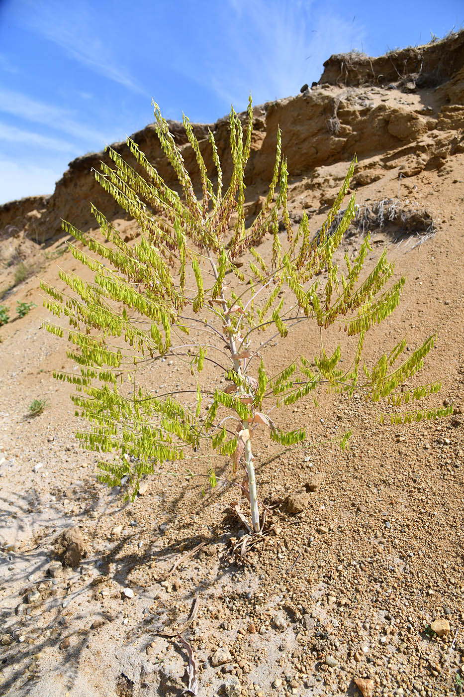 Image of Isatis oblongata specimen.