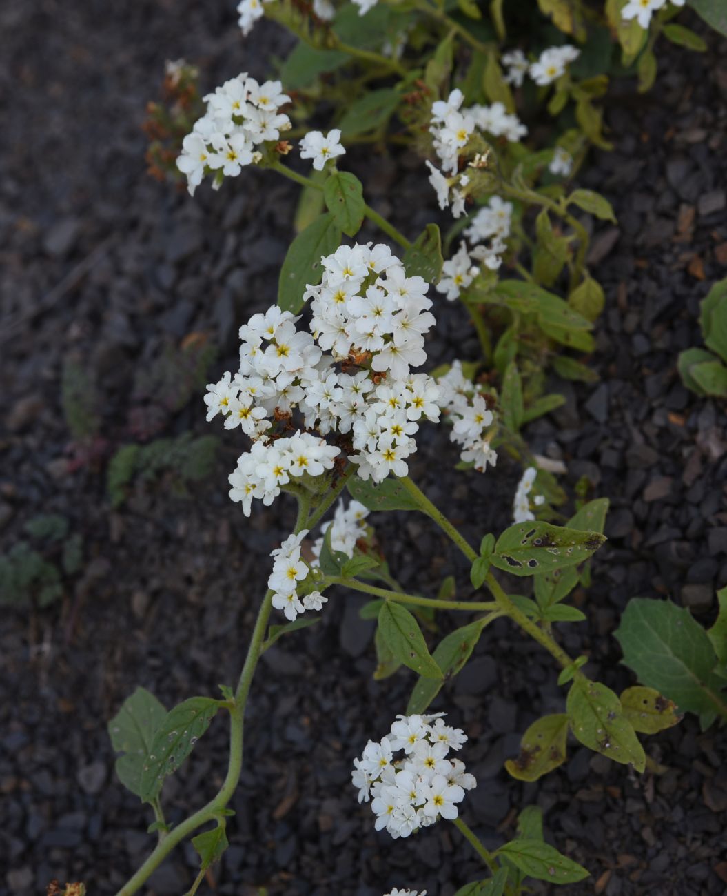 Image of Heliotropium styligerum specimen.