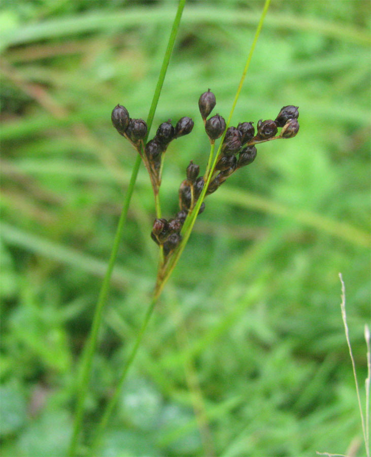 Image of Juncus compressus specimen.