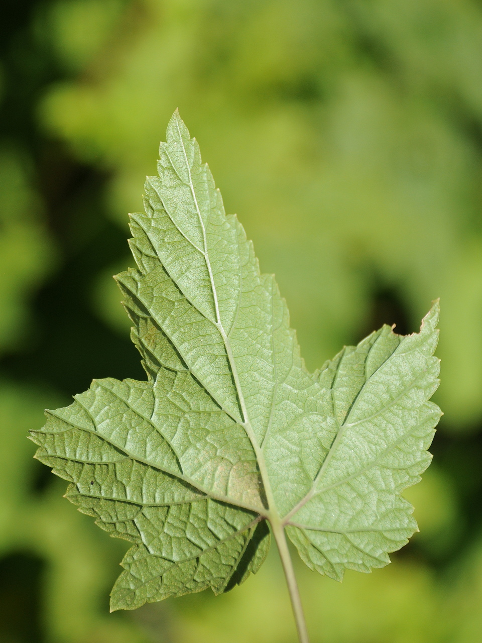 Image of Ribes janczewskii specimen.