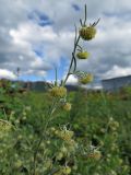 Artemisia jacutica. Верхушка цветущего растения. Хакасия, Ширинский р-н, с. Ефремкино, пустырь во дворе частного дома. 15.08.2022.