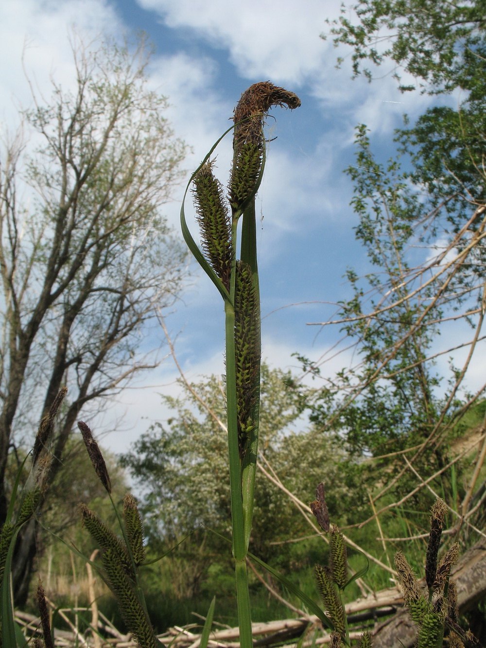 Изображение особи Carex acutiformis.