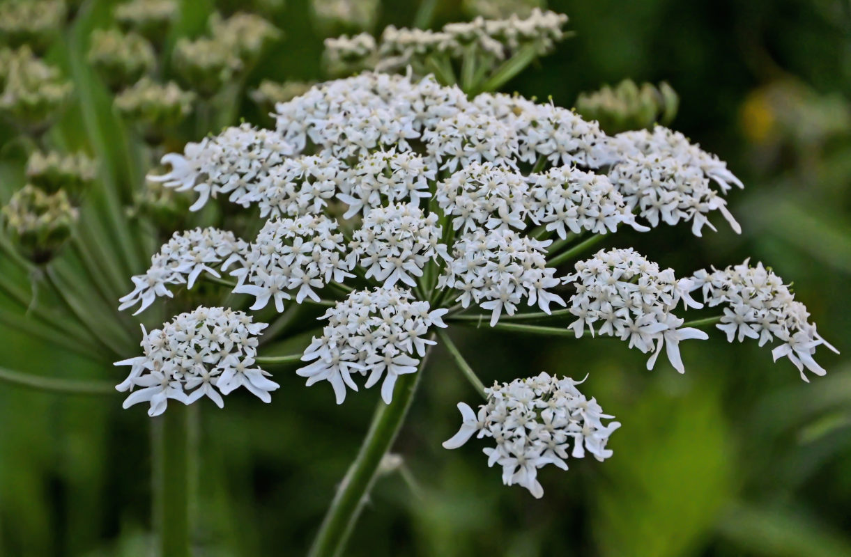 Изображение особи Heracleum dissectum.