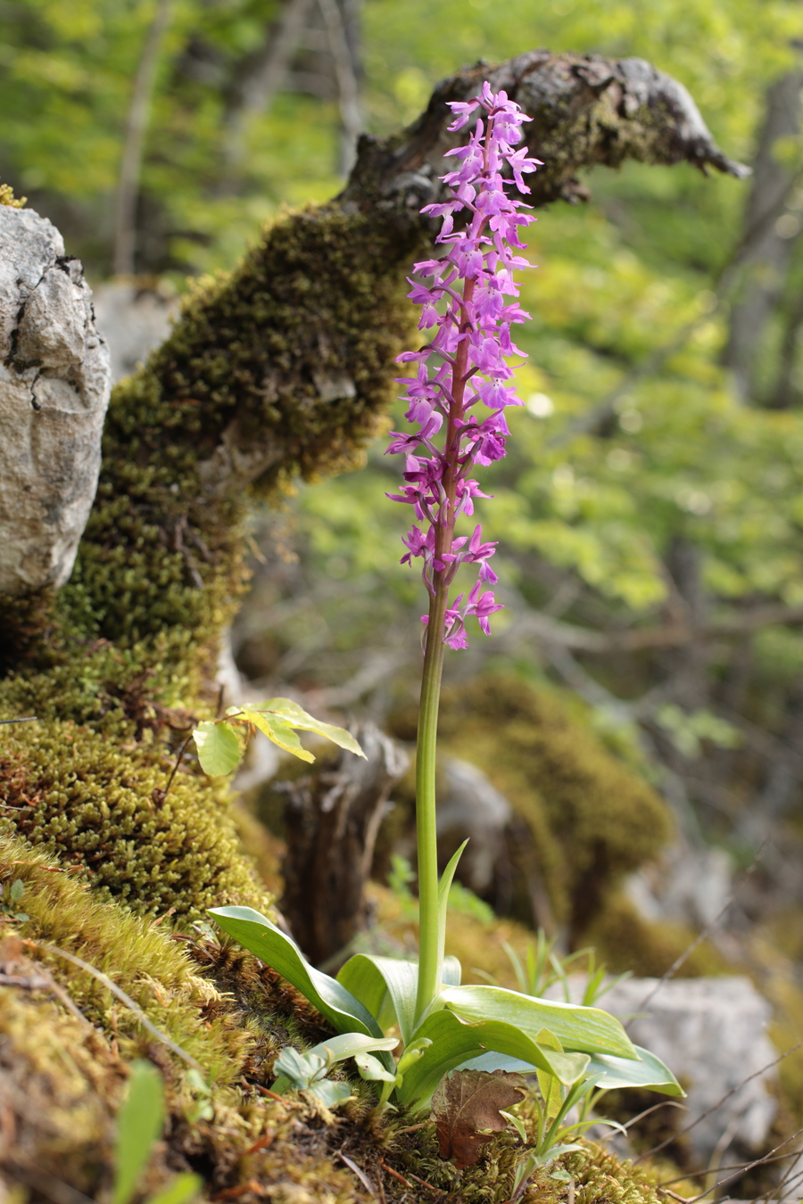 Image of Orchis mascula specimen.