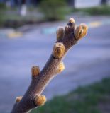 Смотреть изображение Rhus typhina