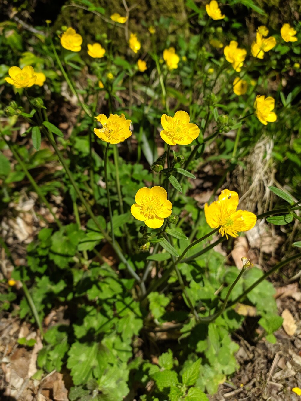 Изображение особи Ranunculus constantinopolitanus.