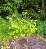 genus Hamamelis