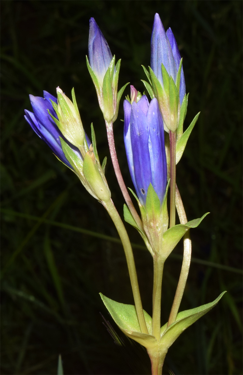 Image of Gentiana olivieri specimen.