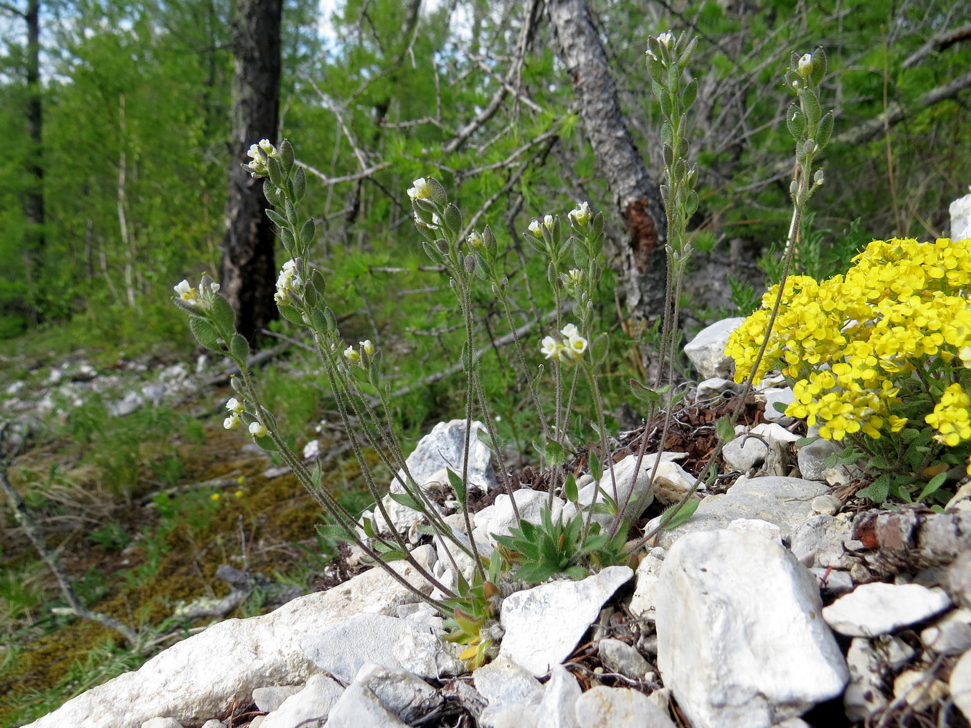 Image of Draba baicalensis specimen.