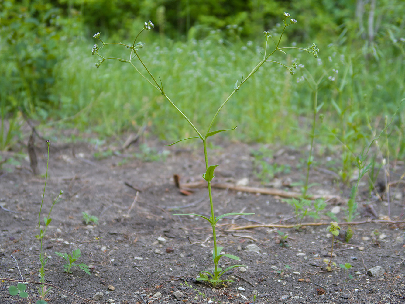 Изображение особи Valerianella dentata.