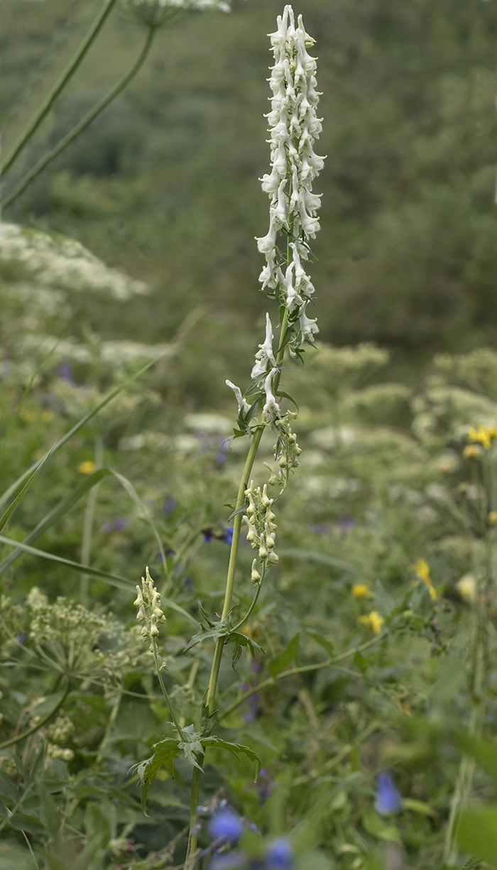 Image of Aconitum orientale specimen.