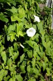 Calystegia sepium. Побеги цветущего растения в сообществе с Humulus lupulus. Московская обл., окр. г. Электрогорск, дачный участок, сорное. 10.08.2024.