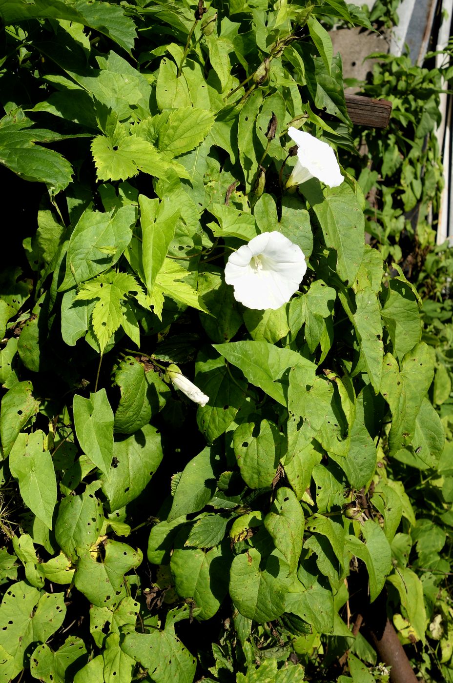 Image of Calystegia sepium specimen.