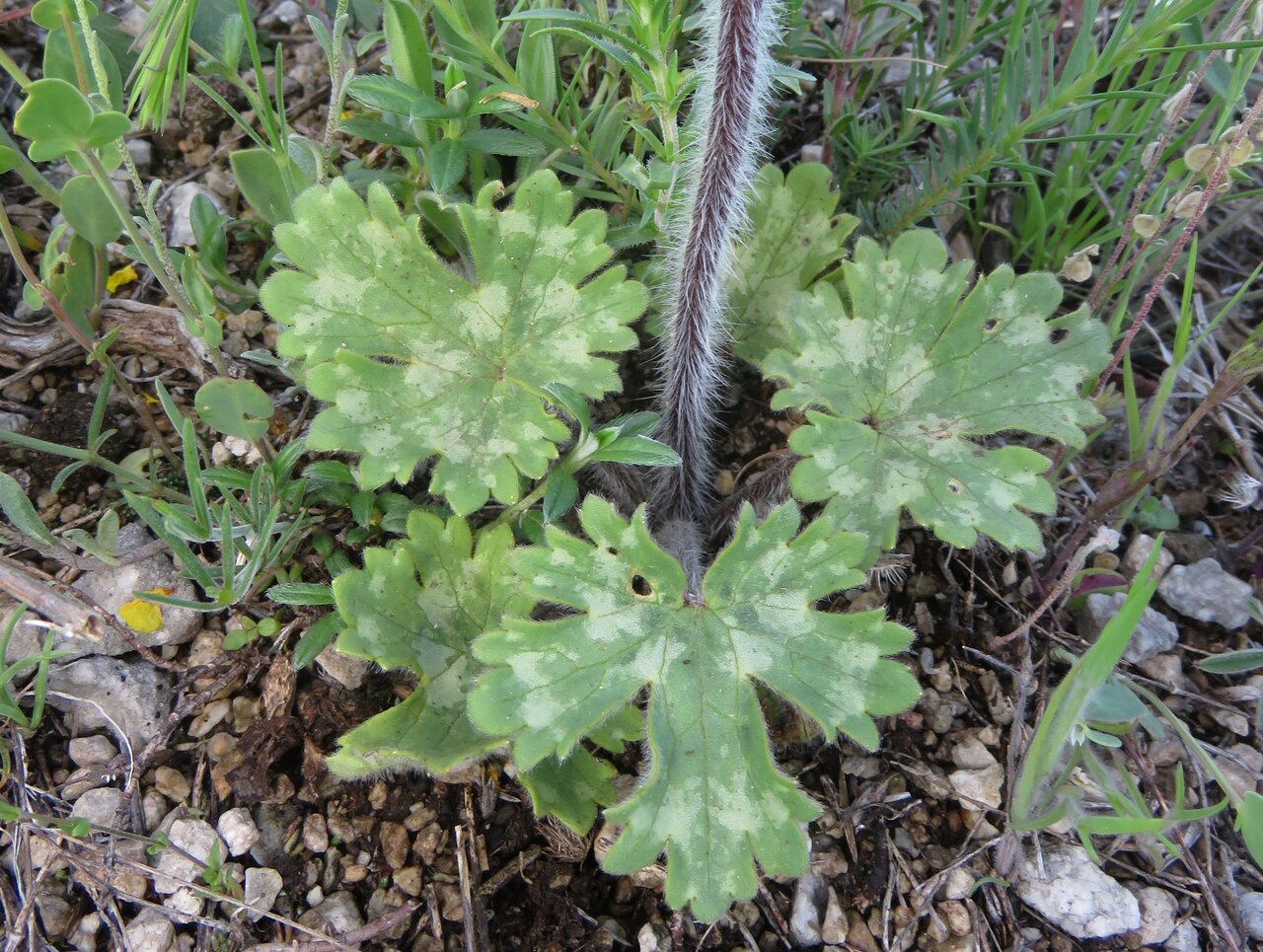 Изображение особи Ranunculus sprunerianus.