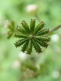 Adenocaulon adhaerescens. Соплодие. Хабаровский край, окр. г. Комсомольск-на-Амуре, Силинский лесопарк, на лесной дороге. 11.08.2024.