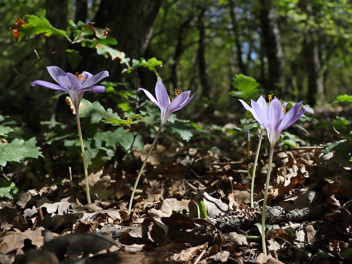 Изображение особи Crocus speciosus.