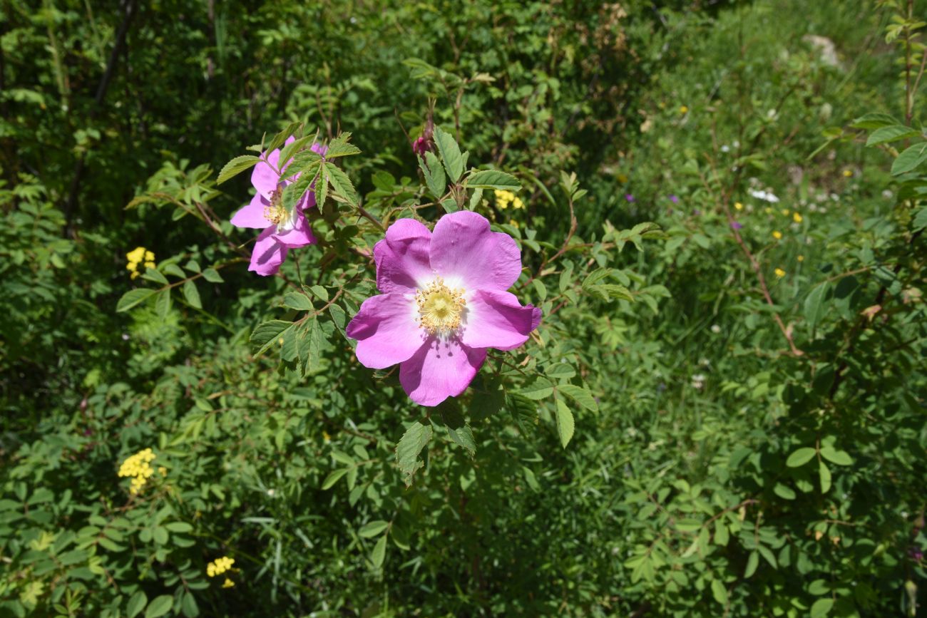 Изображение особи род Rosa.