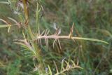 Cirsium polonicum. Часть побега и лист. Калужская обл., Ульяновский р-н, ур. Дубенка, южная часть, луг. 29 августа 2024 г.