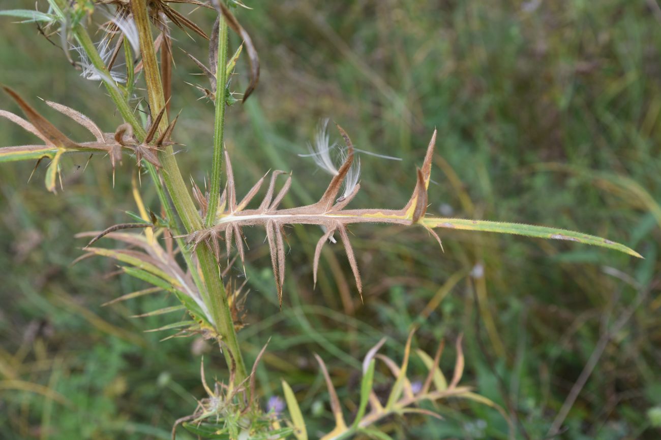 Image of Cirsium polonicum specimen.