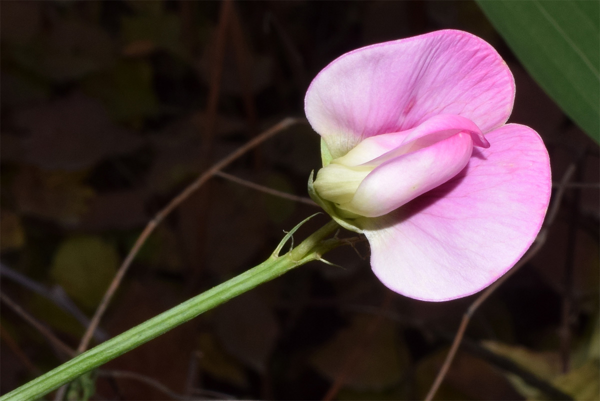 Image of Lathyrus latifolius specimen.