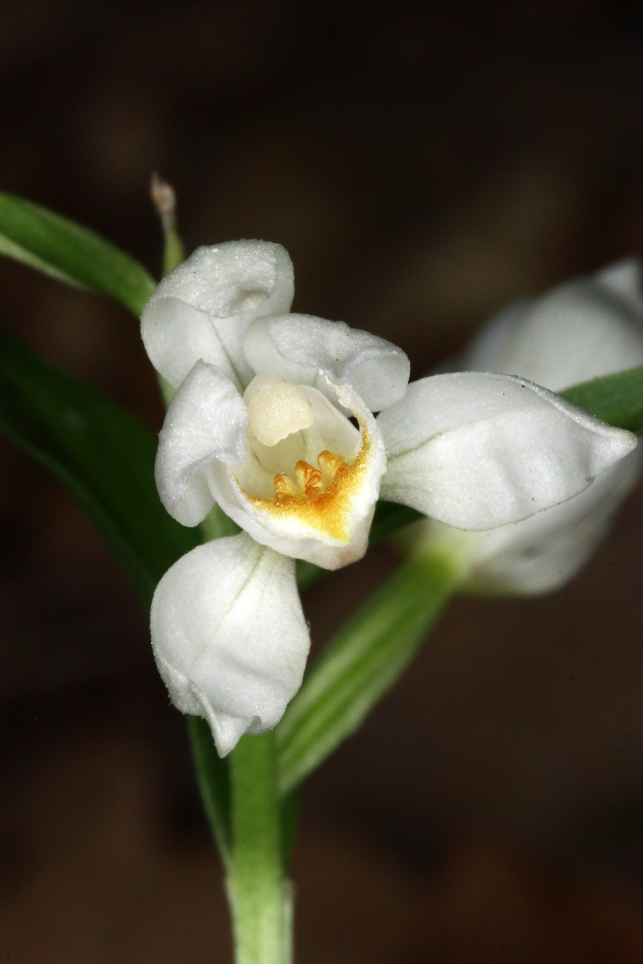 Изображение особи Cephalanthera damasonium.