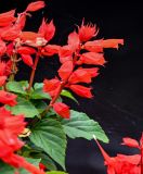 Salvia splendens. Верхушка побега с соцветием. Китай, провинция Хунань, г. Фэнхуан, в культуре. 05.06.2024.