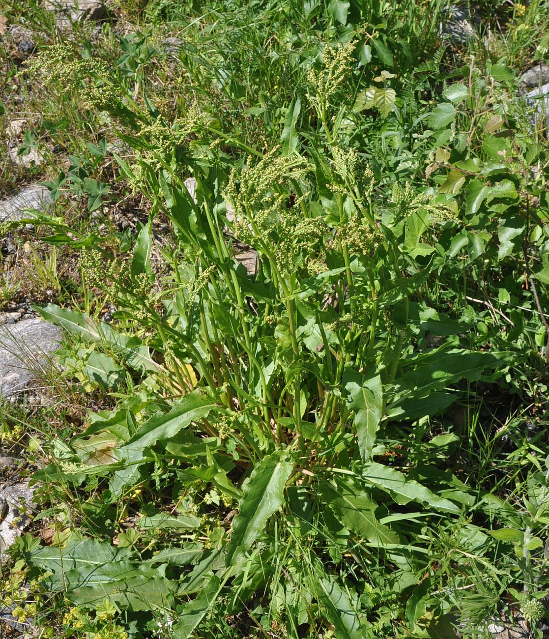 Image of genus Rumex specimen.