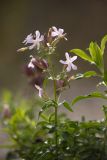 Saponaria officinalis