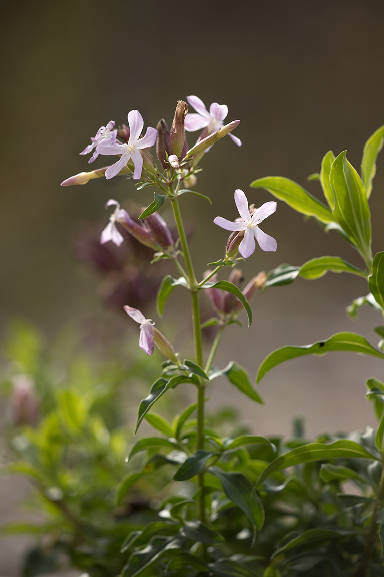 Изображение особи Saponaria officinalis.