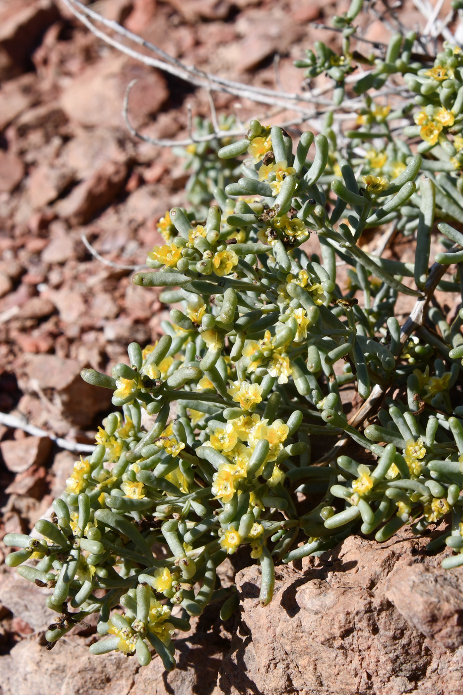 Image of familia Chenopodiaceae specimen.