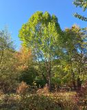 Platanus occidentalis