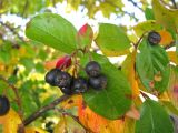 Cotoneaster lucidus