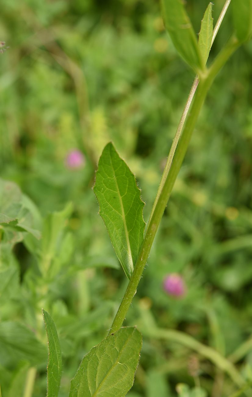 Image of Bunias orientalis specimen.