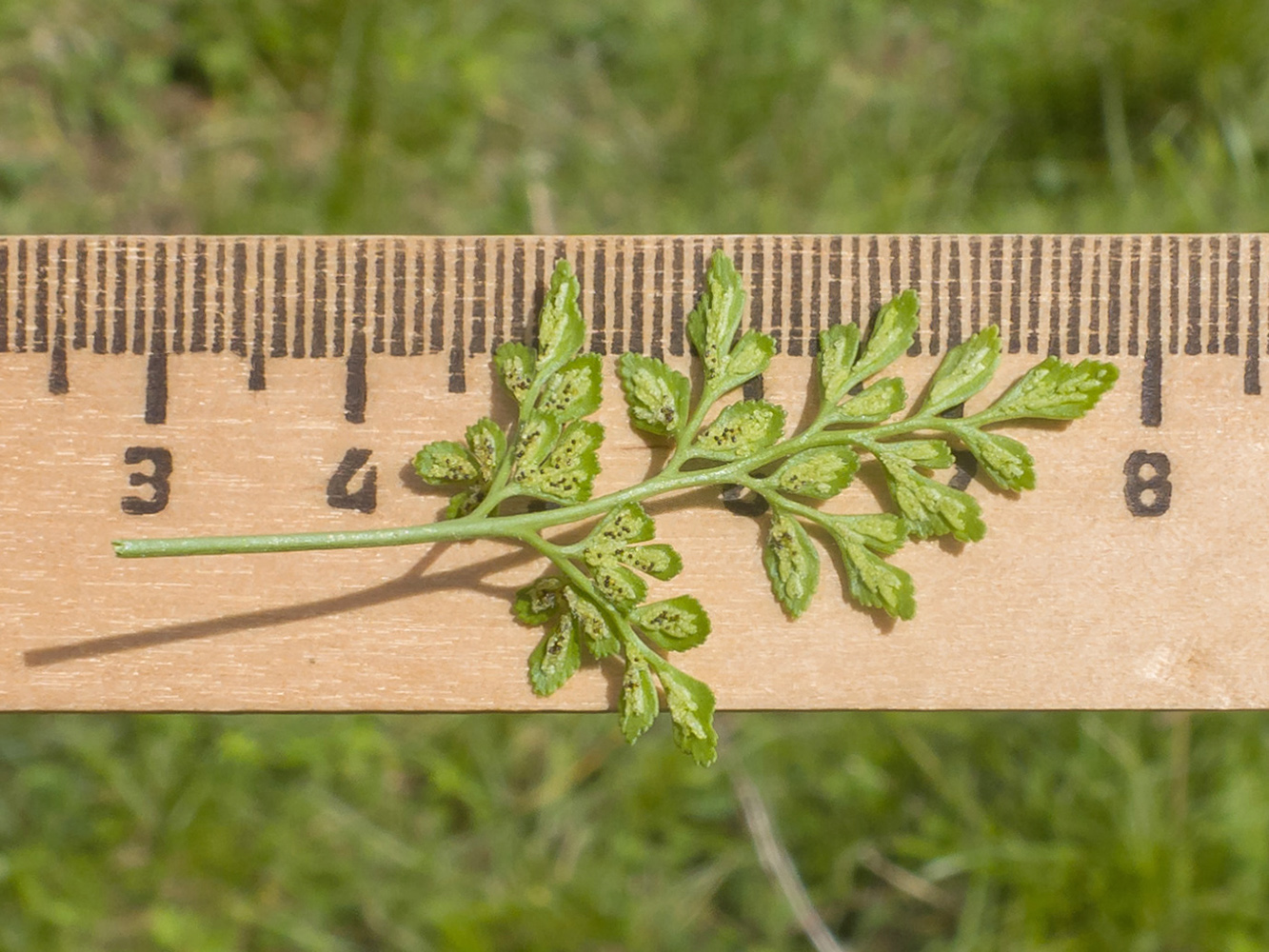 Image of Asplenium ruta-muraria specimen.