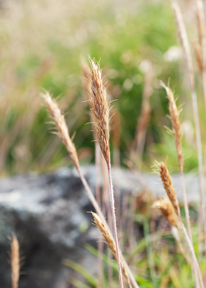 Image of Trisetum spicatum specimen.