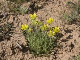 Ceratocephala falcata