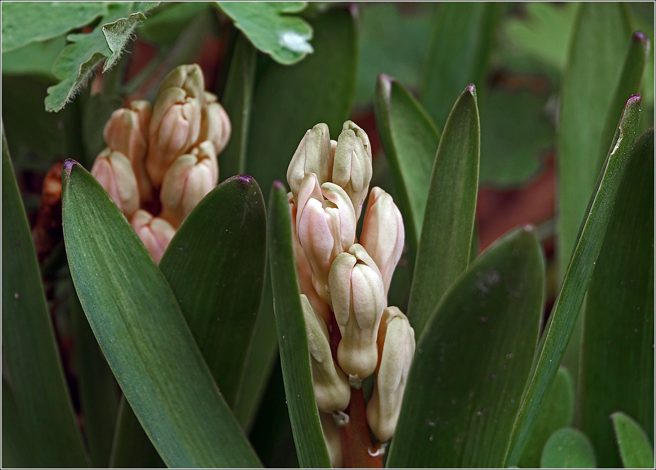 Изображение особи Hyacinthus orientalis.