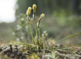 Смотреть изображение Carex ericetorum