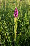 View full-size image Dactylorhiza incarnata