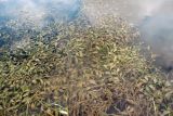 View full-size image Potamogeton lucens