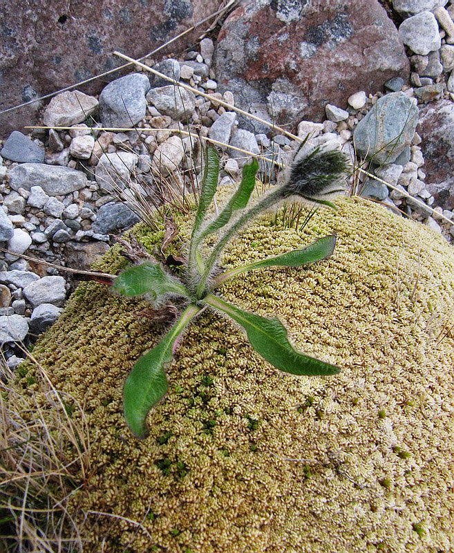 Image of Hieracium alpinum specimen.