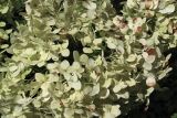View full-size image Hydrangea arborescens