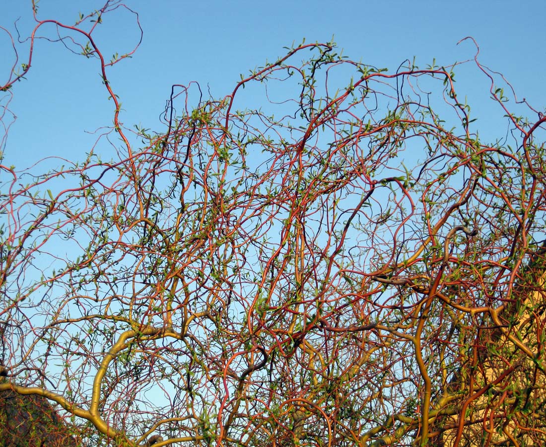 Image of Salix &times; sepulcralis specimen.